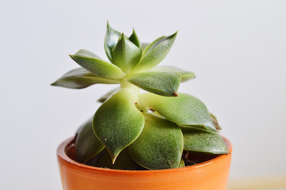 Airy Plant