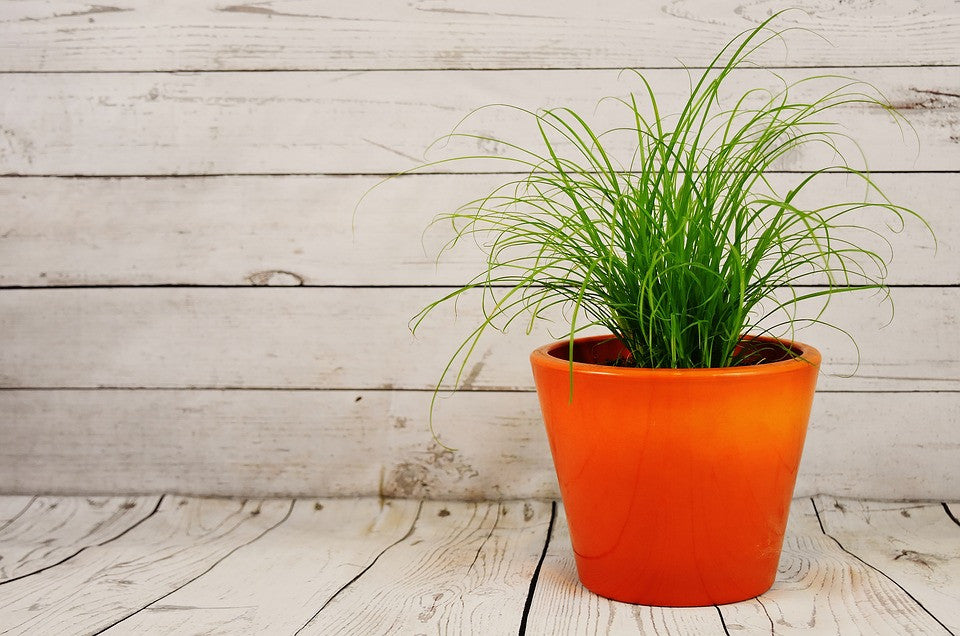 House plant